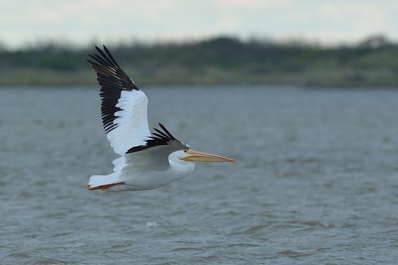 Witte Pelikaan